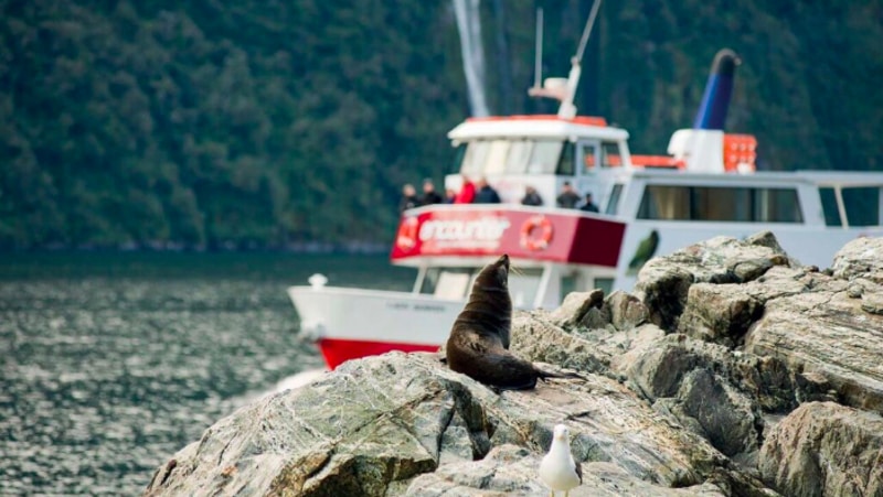 Get closer, go longer! Why travel to Milford Sound and do anything less than the best.